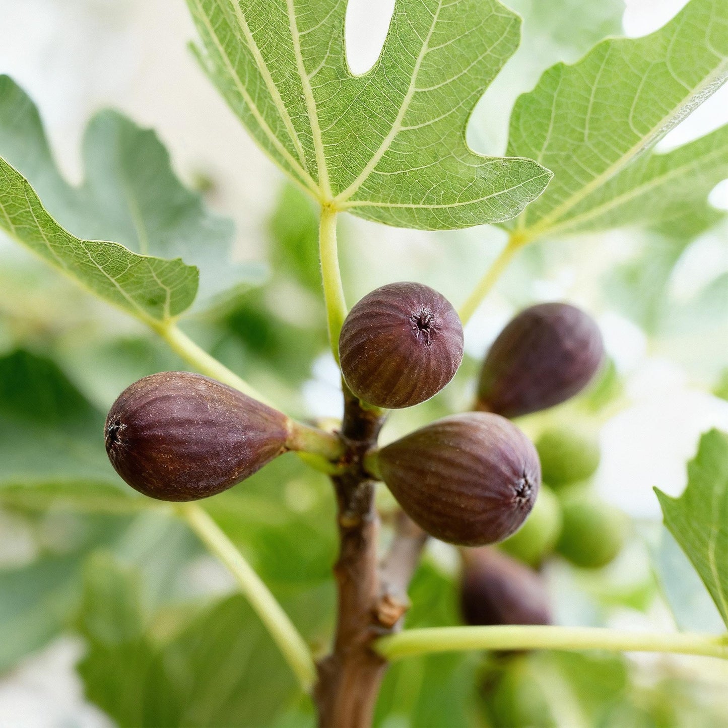 Ficus carica 'Little Miss Figgy' op stam - Vijg - hoogte 90cm