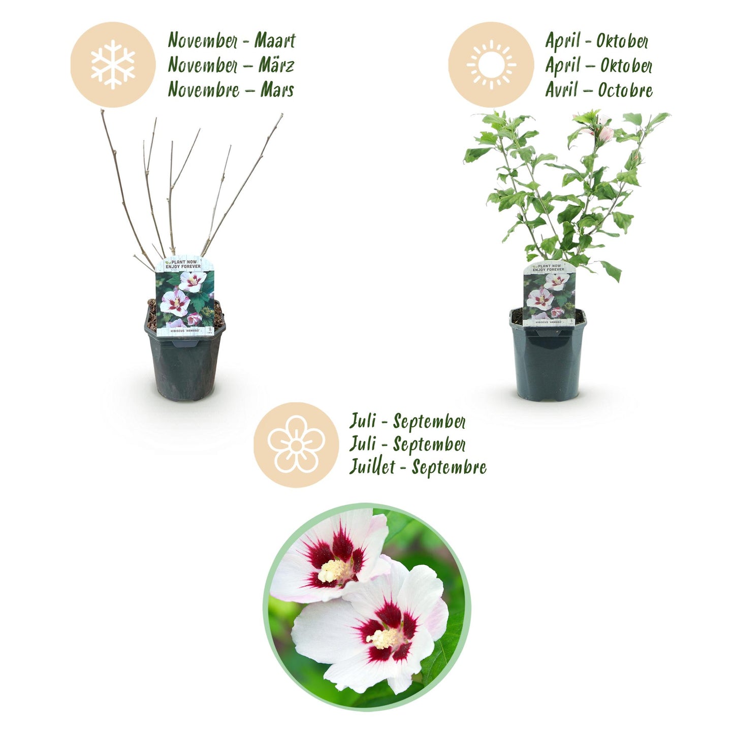 Hibiscus syriacus 'Hamabo' - Altheastruik - hoogte 45cm