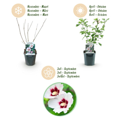 Hibiscus syriacus 'Hamabo' - Altheastruik - hoogte 45cm