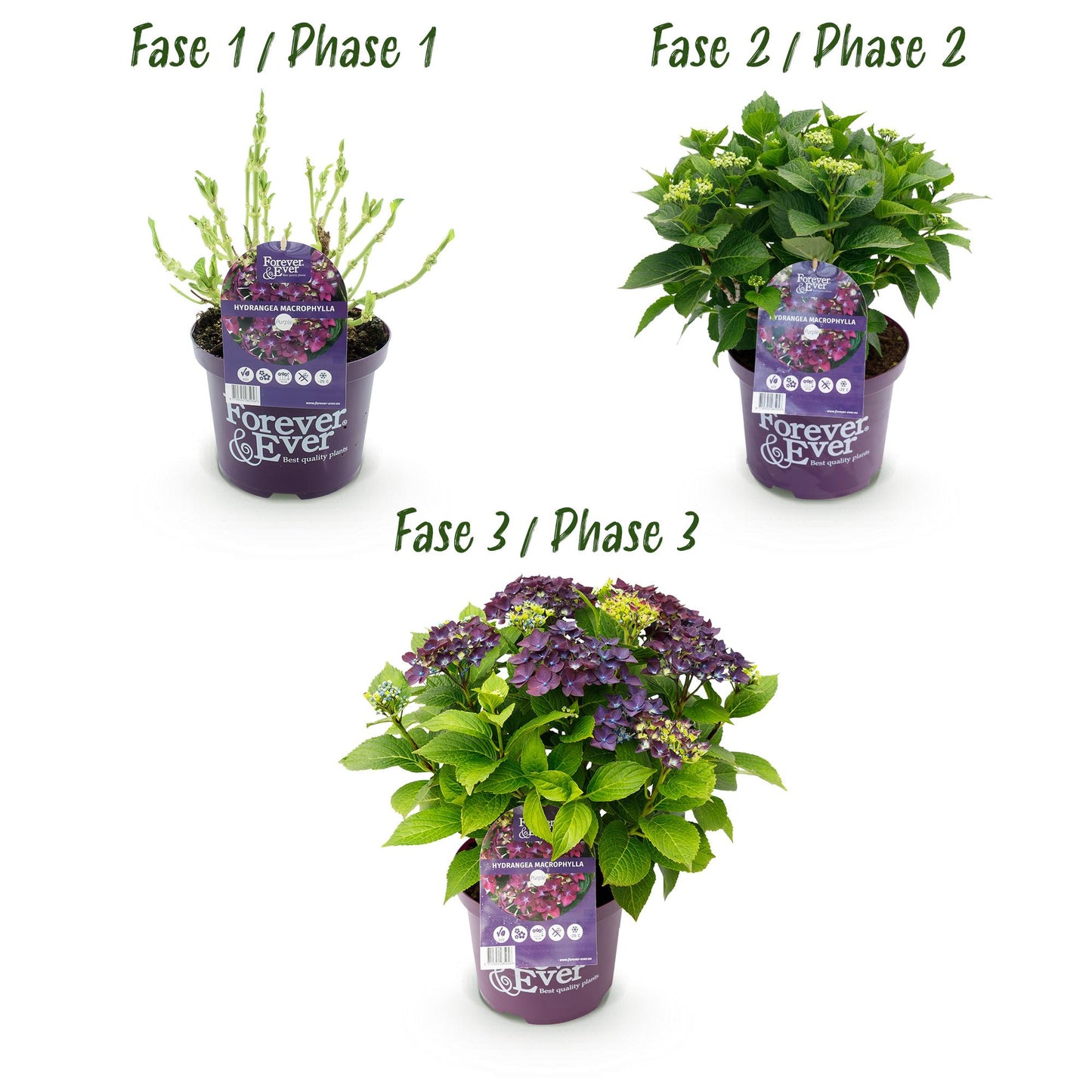 Hydrangea 'Forever & Ever Purple' - Paarse Hortensia - 7-12 bloemen - hoogte 55cm