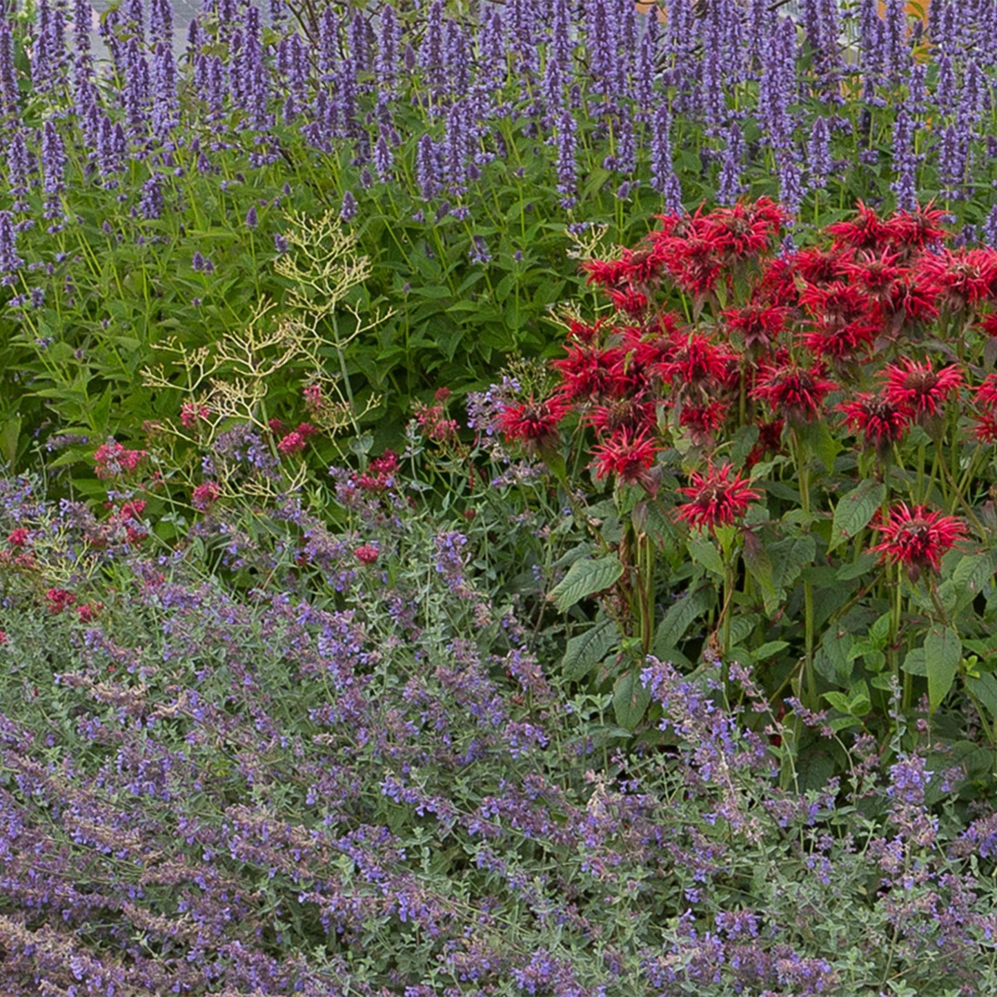 Green boutiQ - Borderpakket - Geurend - 24 Vaste planten - 3 m2 - Diversen kleuren - Weinig Onderhoud - Pot 11cm