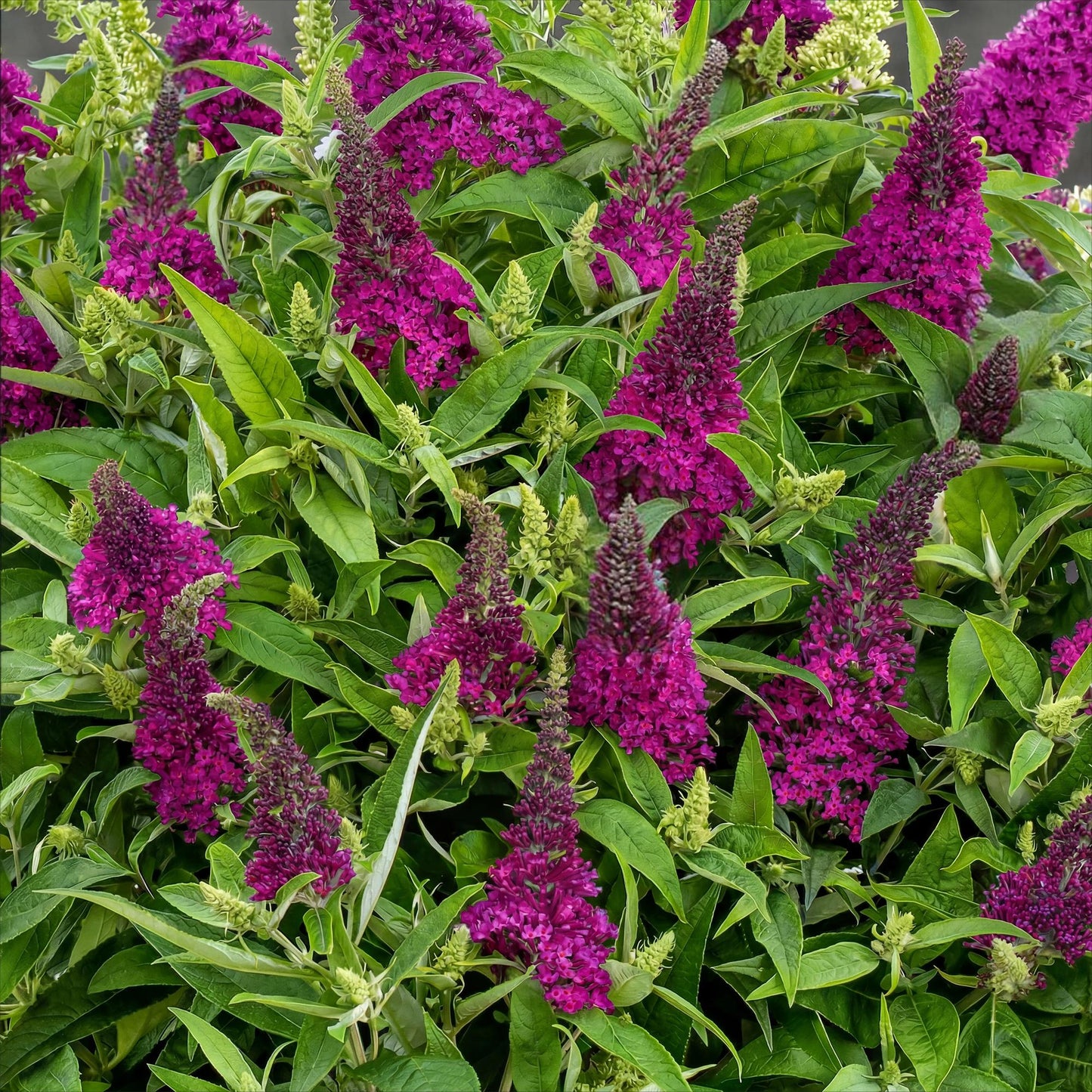 Buddleja davidii 'Butterfly Candy Little Ruby' - Vlinderstruik - hoogte 20-25cm