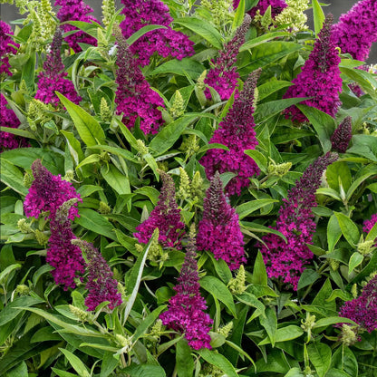 Buddleja davidii 'Butterfly Candy Little Ruby' - Vlinderstruik - hoogte 20-25cm