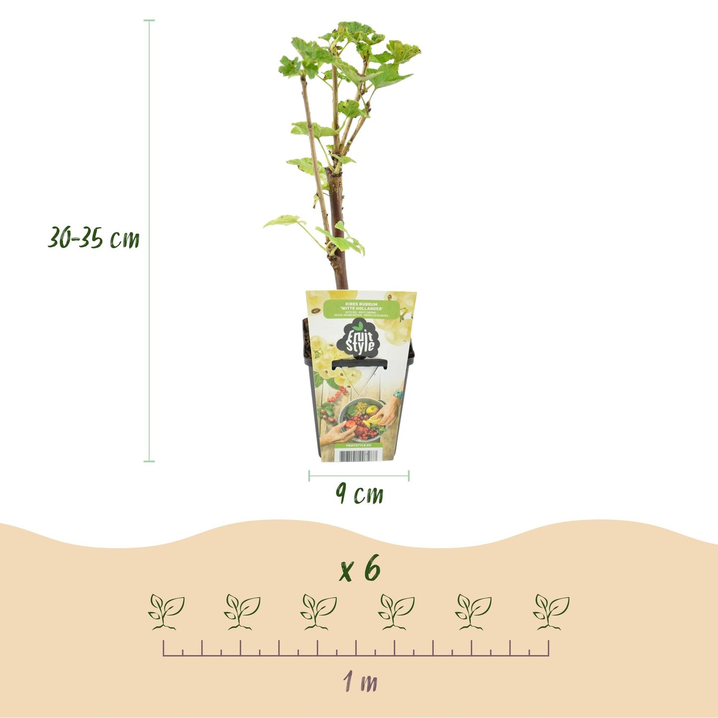 Ribes rubrum 'Witte Hollander' - Witte bes - 3 planten - Pot 9cm