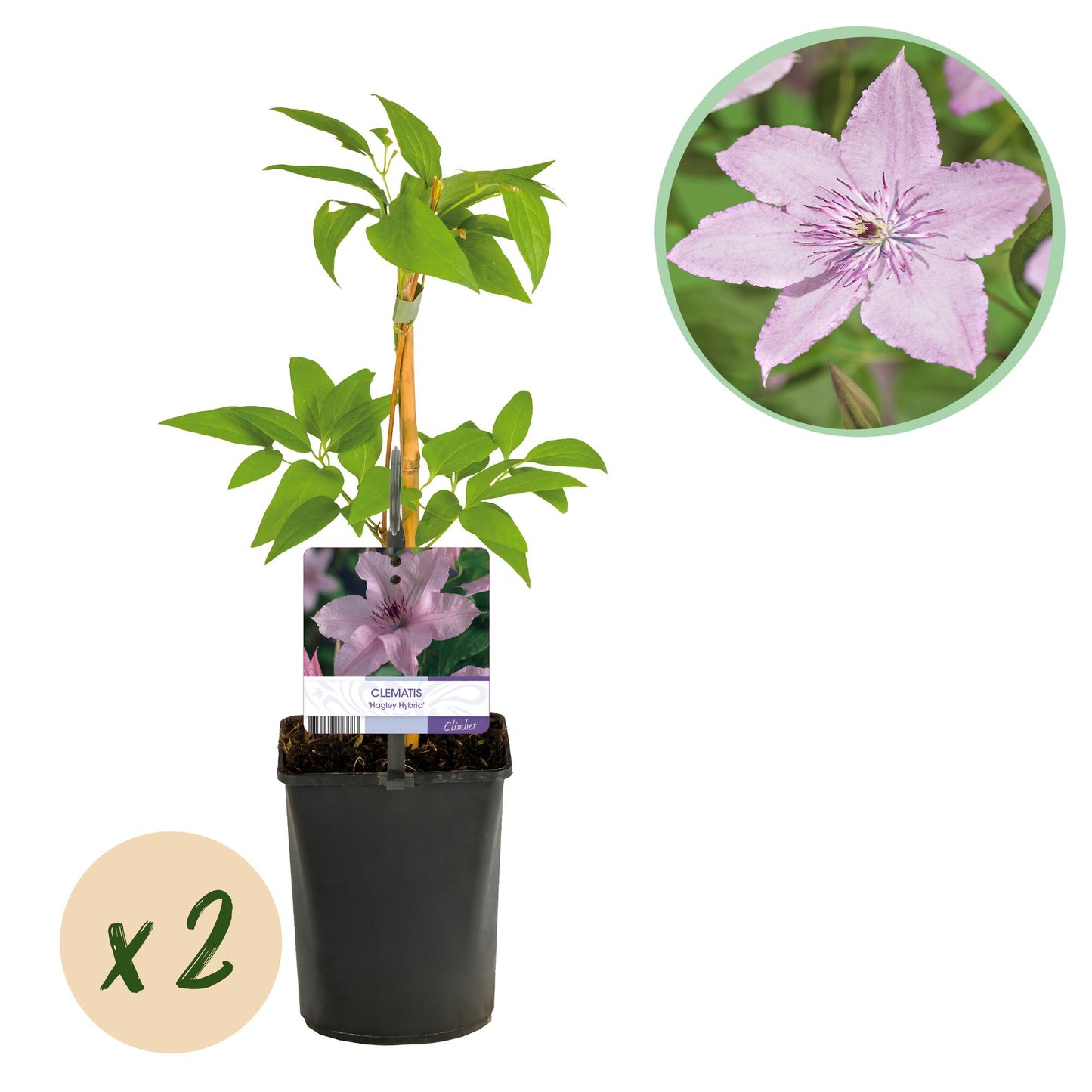 Clematis 'Hagley Hybrid' - Clematis - 2 planten - Pot 11cm - Hoogte 40cm