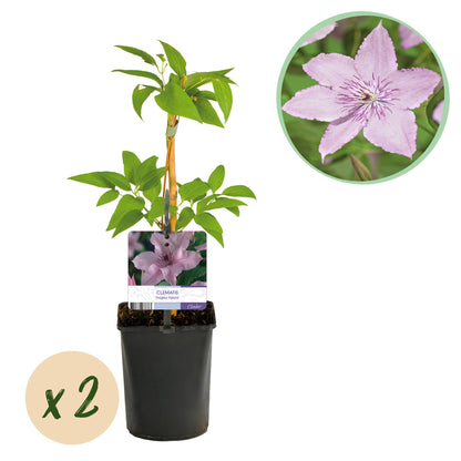 Clematis 'Hagley Hybrid' - Clematis - 2 planten - Pot 11cm - Hoogte 40cm