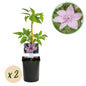 Clematis 'Hagley Hybrid' - Clematis - 2 planten - Pot 11cm - Hoogte 40cm