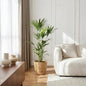 Howea Forsteriana - Kentia Palm - incl. mand - pot 21cm - hoogte 120-130cm