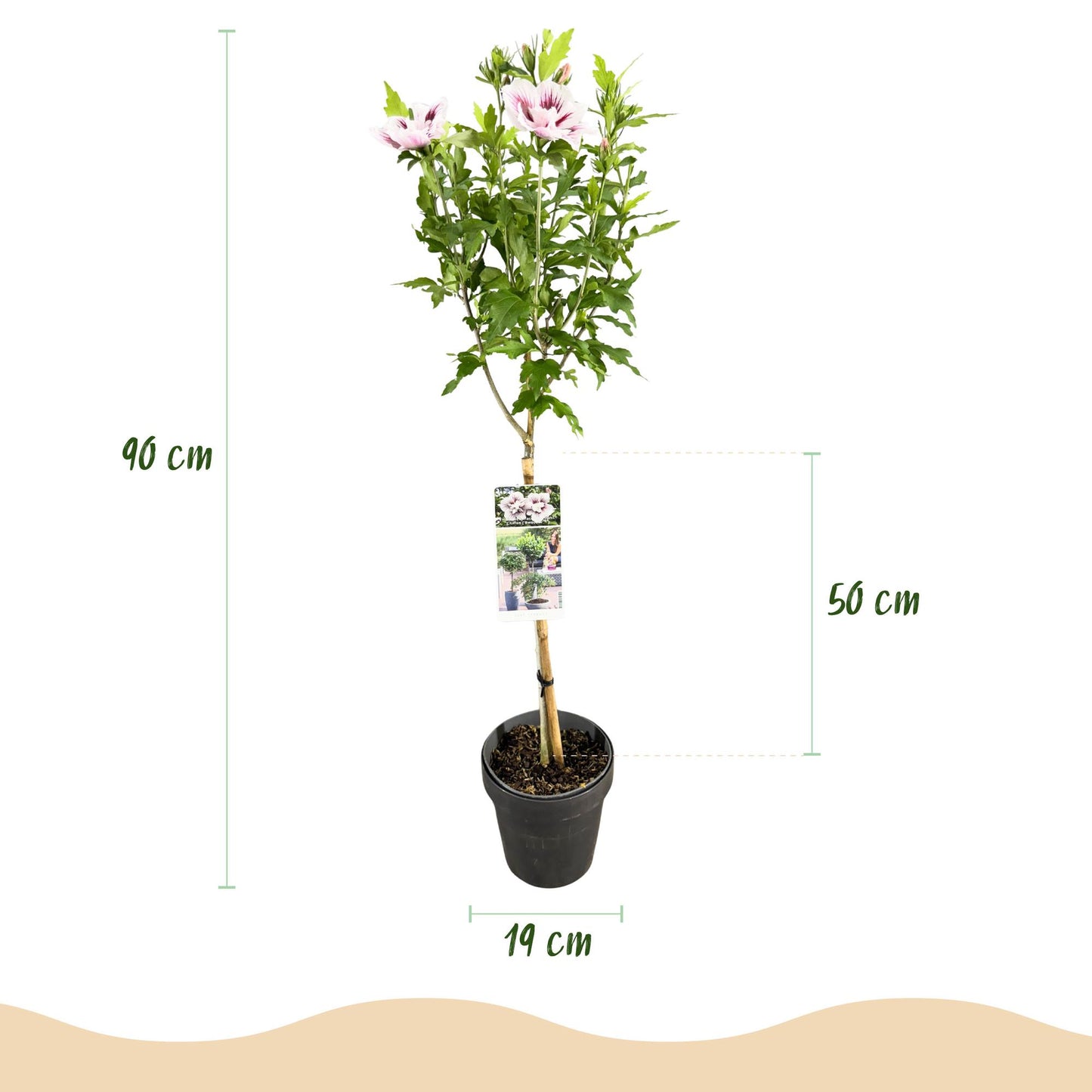 Hibiscus syriacus 'Starburst Chiffon®' op stam - Altheastruik - hoogte 90cm