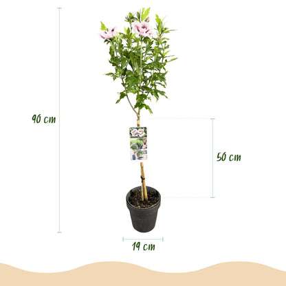 Hibiscus syriacus 'Starburst Chiffon®' op stam - Altheastruik - hoogte 90cm