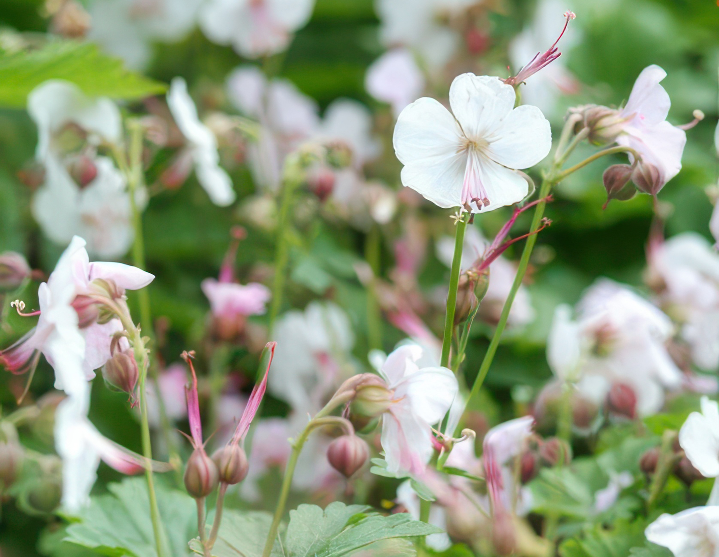 Geranium cantabrigiense 'Biokovo' Ooievaarsbek