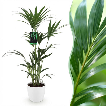 Green boutiQ - Kamerplant - Howea Forsteriana - Kentia Palm - Weinig Onderhoud - Groen - 1 Plant - met Potter Wit - Pot 21cm - Hoogte 120-130cm