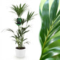 Green boutiQ - Kamerplant - Howea Forsteriana - Kentia Palm - Weinig Onderhoud - Groen - 1 Plant - met Potter Wit - Pot 21cm - Hoogte 120-130cm
