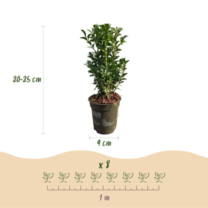 Buxus sempervirens - Palmboompje - hoogte 20-25cm