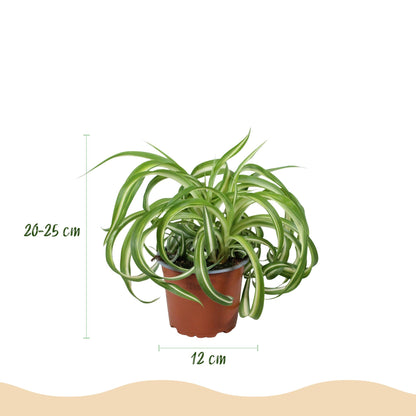 Green boutiQ - Kamerplant - Chlorophytum comosum Bonnie - Krullende Graslelie - Huisdiervriendelijke Plant - Groen - 4 Planten - met Potter Grijs - Pot 12cm - Hoogte 20cm