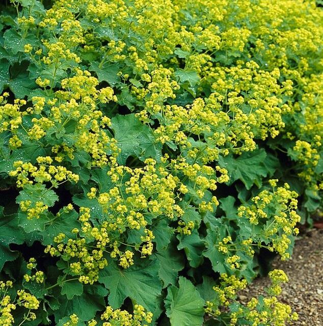Alchemilla mollis - Fraaie Vrouwenmantel