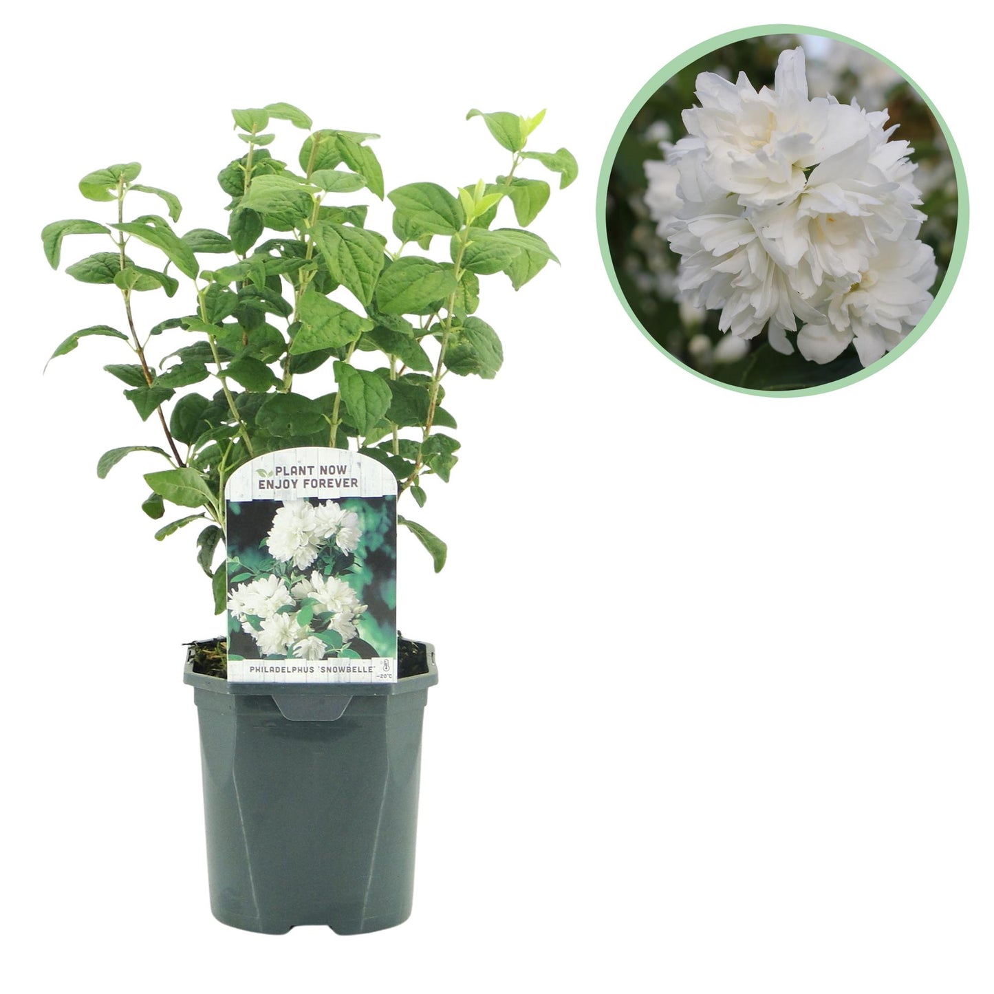 Philadelphus 'Snowbelle' - Boerenjasmijn - hoogte 45cm