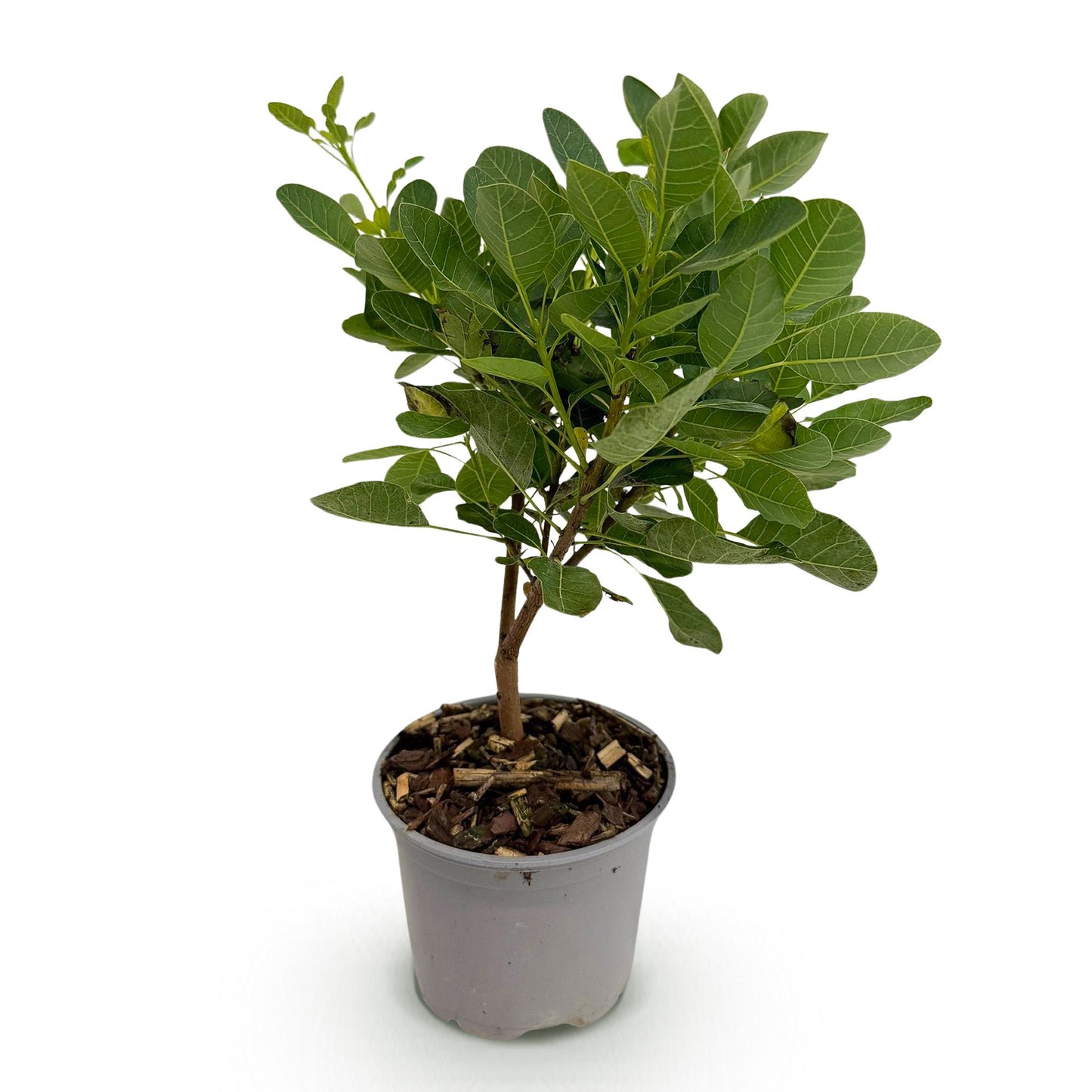 Cotinus coggyria 'Young Lady' - Pruikenboom - hoogte 35cm