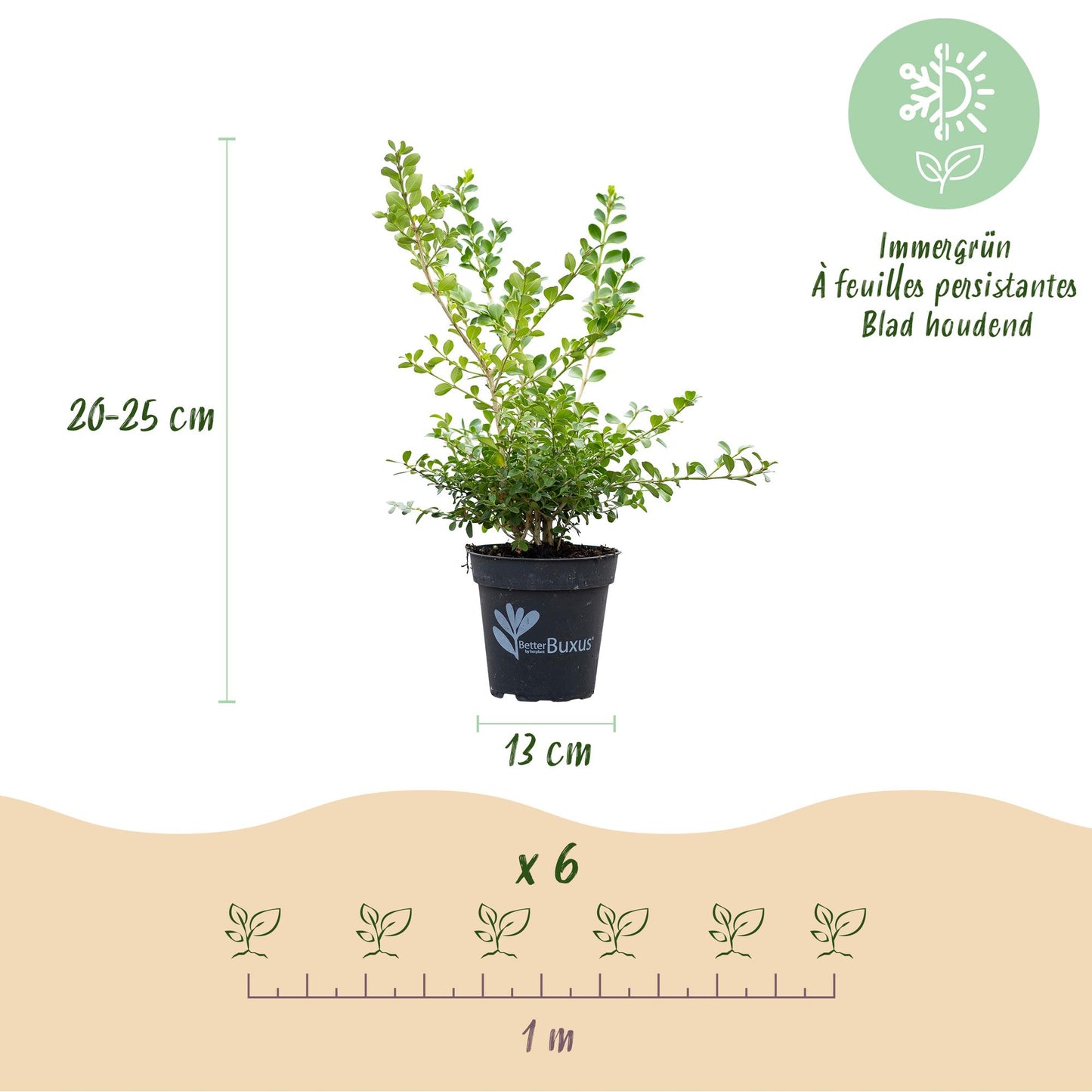 Buxus 'Babylon Beauty' - Resistant tegen de Buxus schimmel - 6 planten - 1 strekkende meter - pot 13cm hoogte 30-35