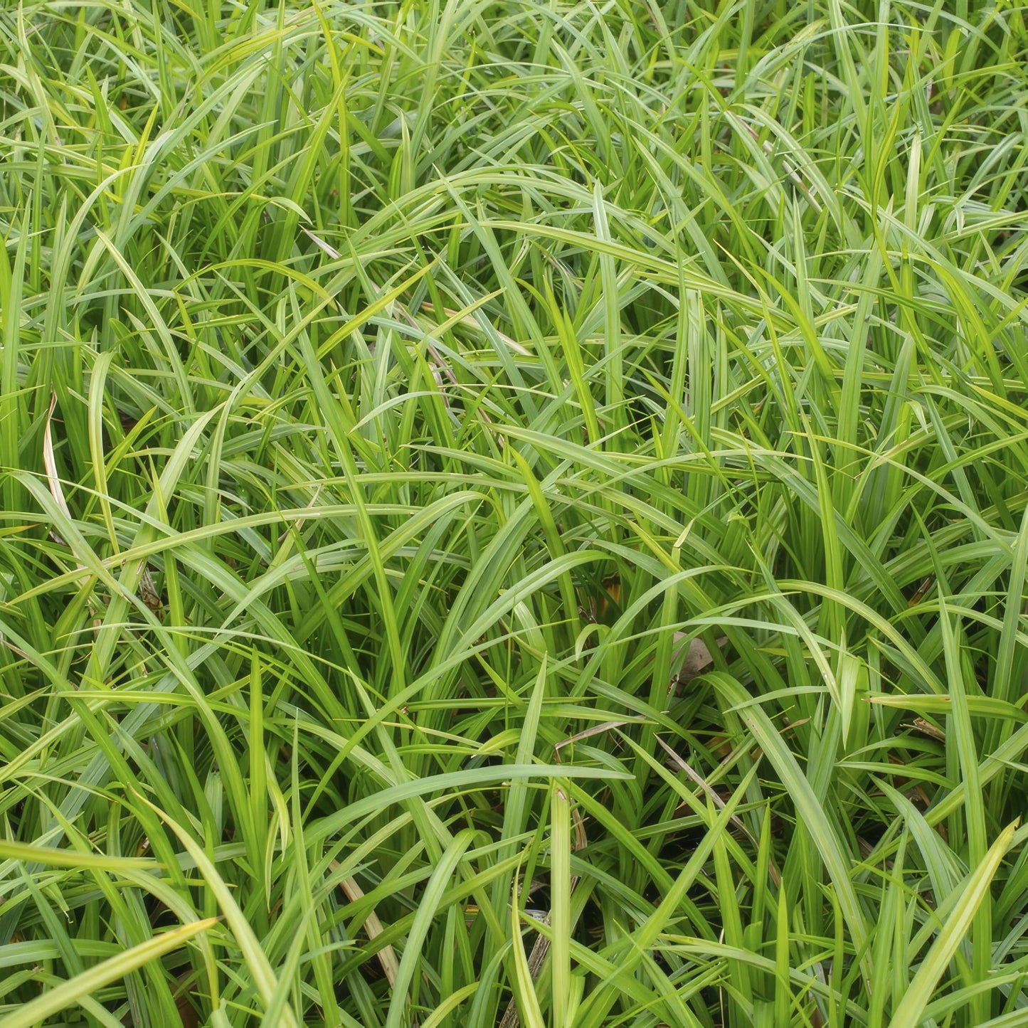 Carex morrowi 'Irish Green' - Japanse Zegge