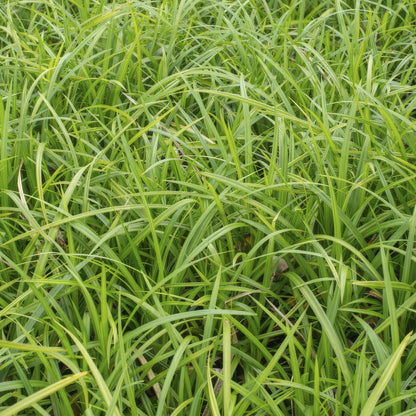 Carex morrowi 'Irish Green' - Japanse Zegge