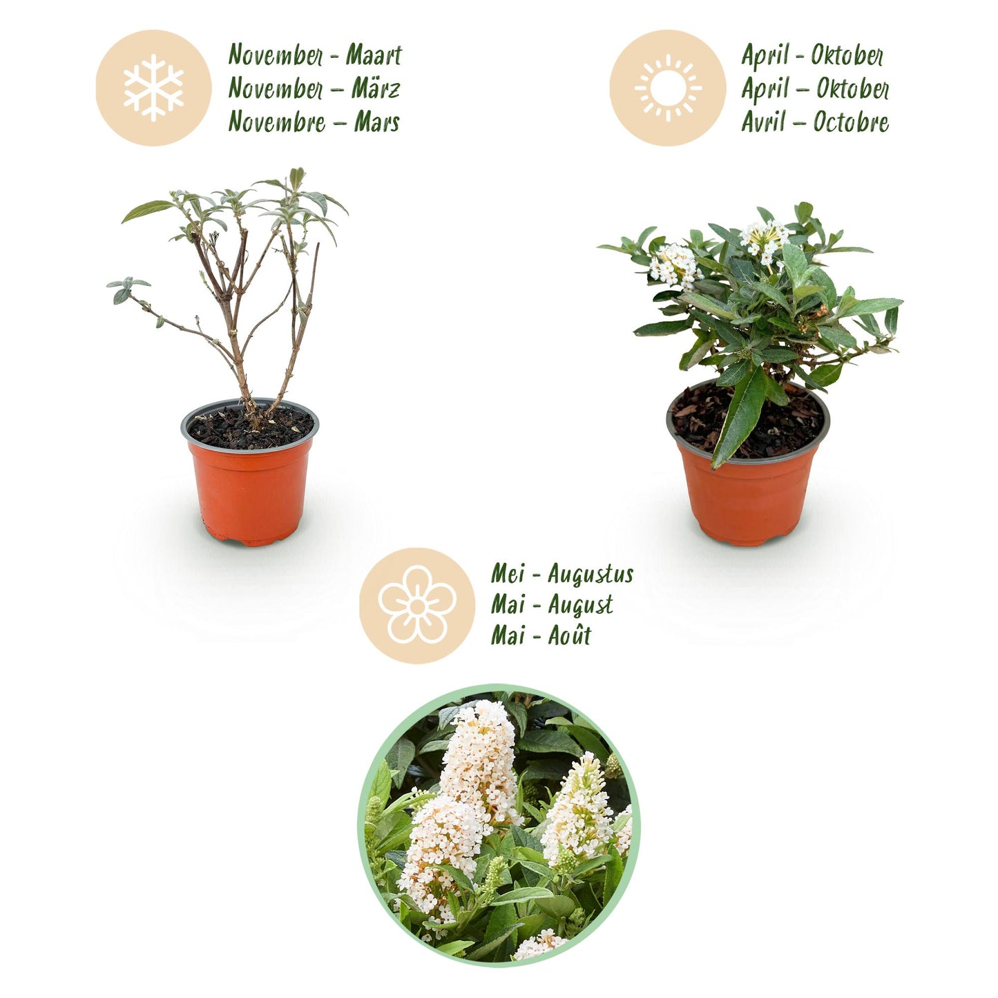 Green boutiQ - Tuinplant - Buddleja davidii Butterfly Candy Little White - Vlinderstruik - Compact - Wit - 3 Planten - Pot 12cm - Hoogte 20-25cm