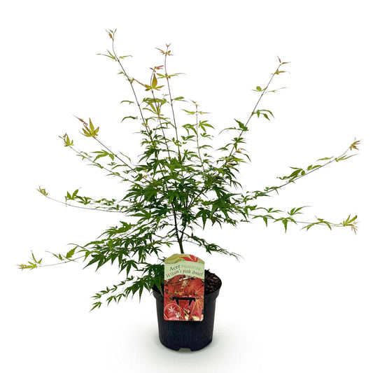 Acer palmatum 'Pink Dwarf' - Japanse Esdoorn - hoogte 70cm
