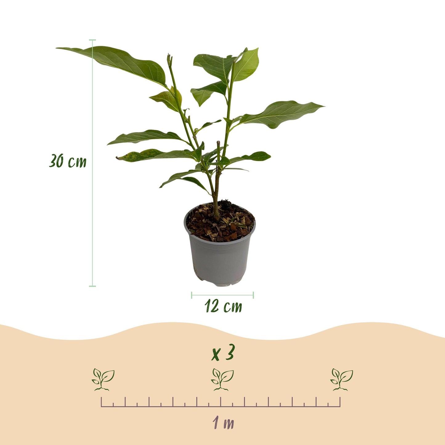 Magnolia liliiflora 'Nigra' - Magnolia - hoogte 30cm