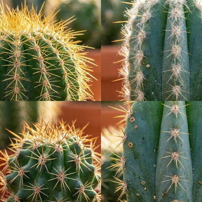 Mini Cactus Set - 6 Stuks - Ø 5.5 cm - Hoogte: 5-10 cm