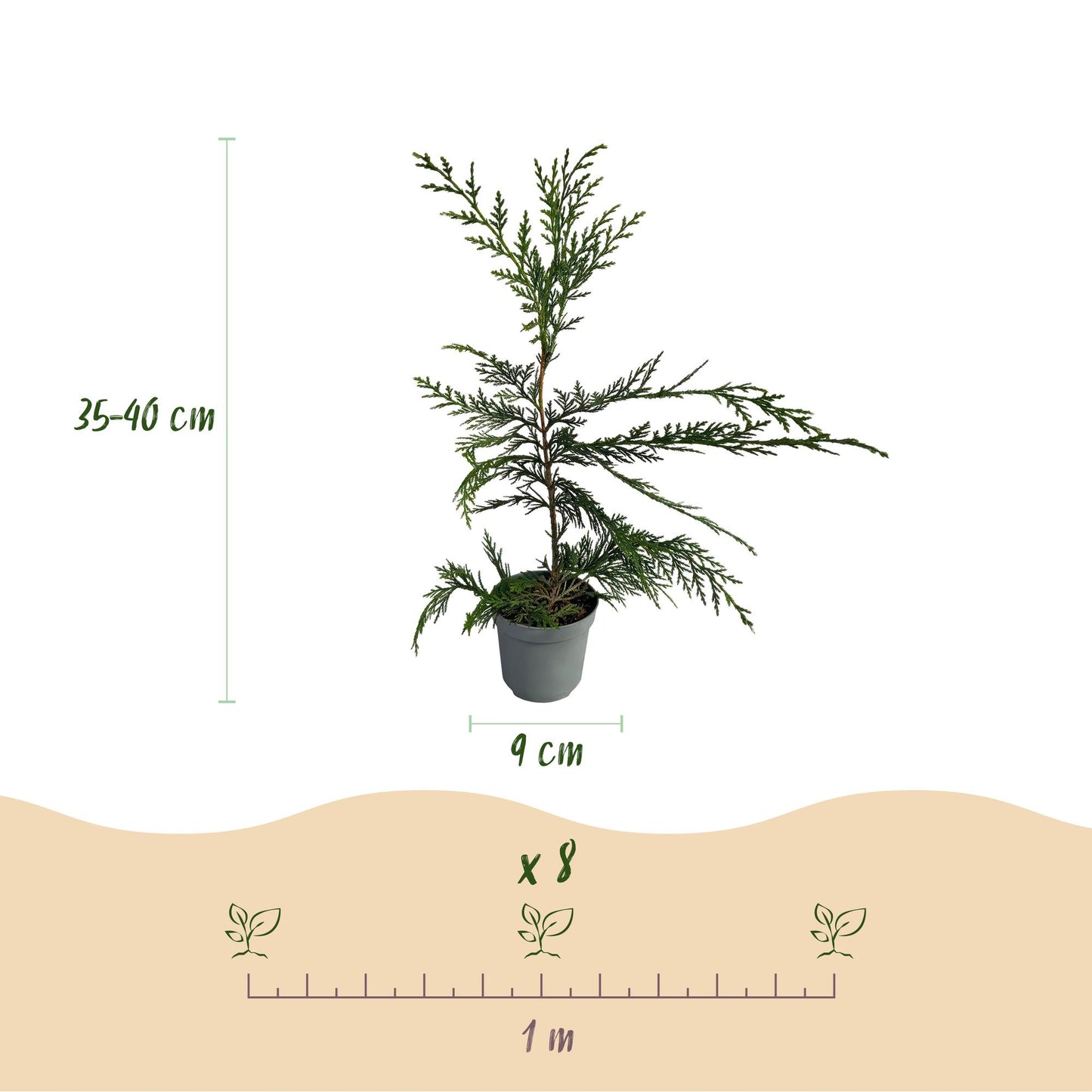 Cupressocyparis leylandii - Leylandcipres - hoogte 35-40cm