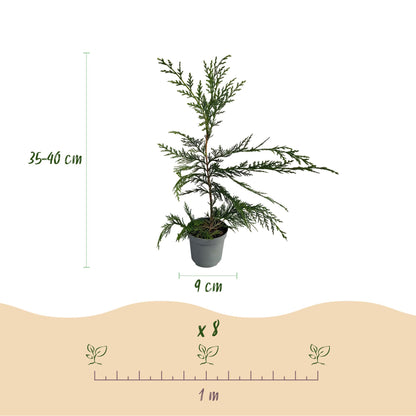 Cupressocyparis leylandii - Leylandcipres - hoogte 35-40cm