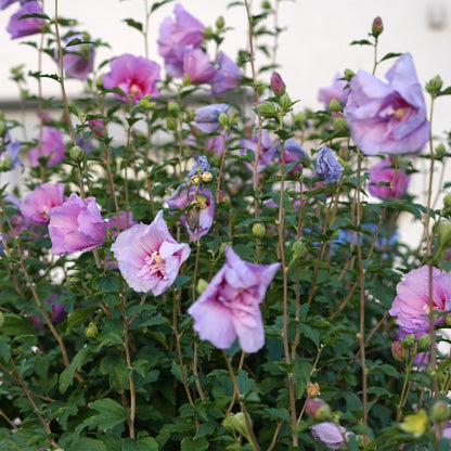 Hibiscus syriacus 'Lavendor Chiffon®' op stam - Altheastruik - hoogte 90cm