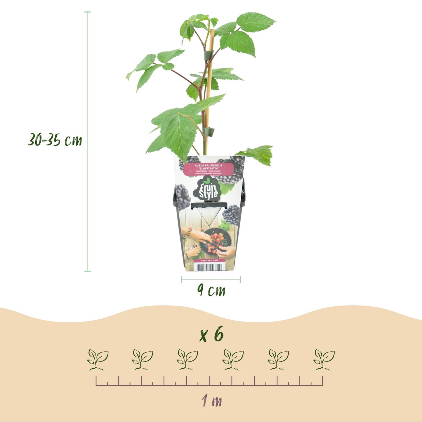Rubus 'Black Satin' - Doornloze zwarte Braam - - -
