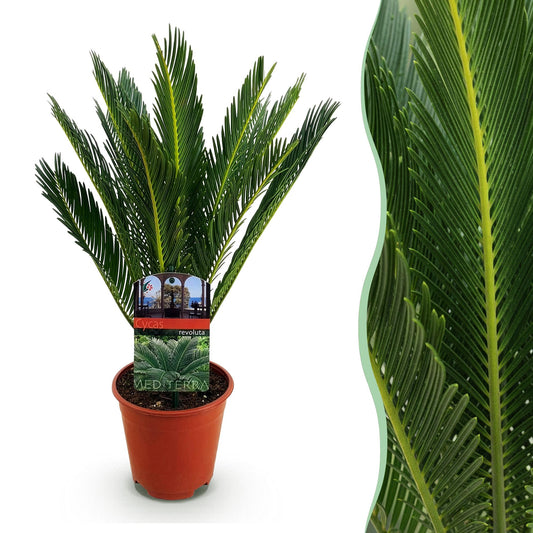 Green boutiQ - Kamerplant - Cycas revoluta - Palmvaren - Weinig onderhoud - Groen - 1 - Pot 15cm - Hoogte 45-55cm