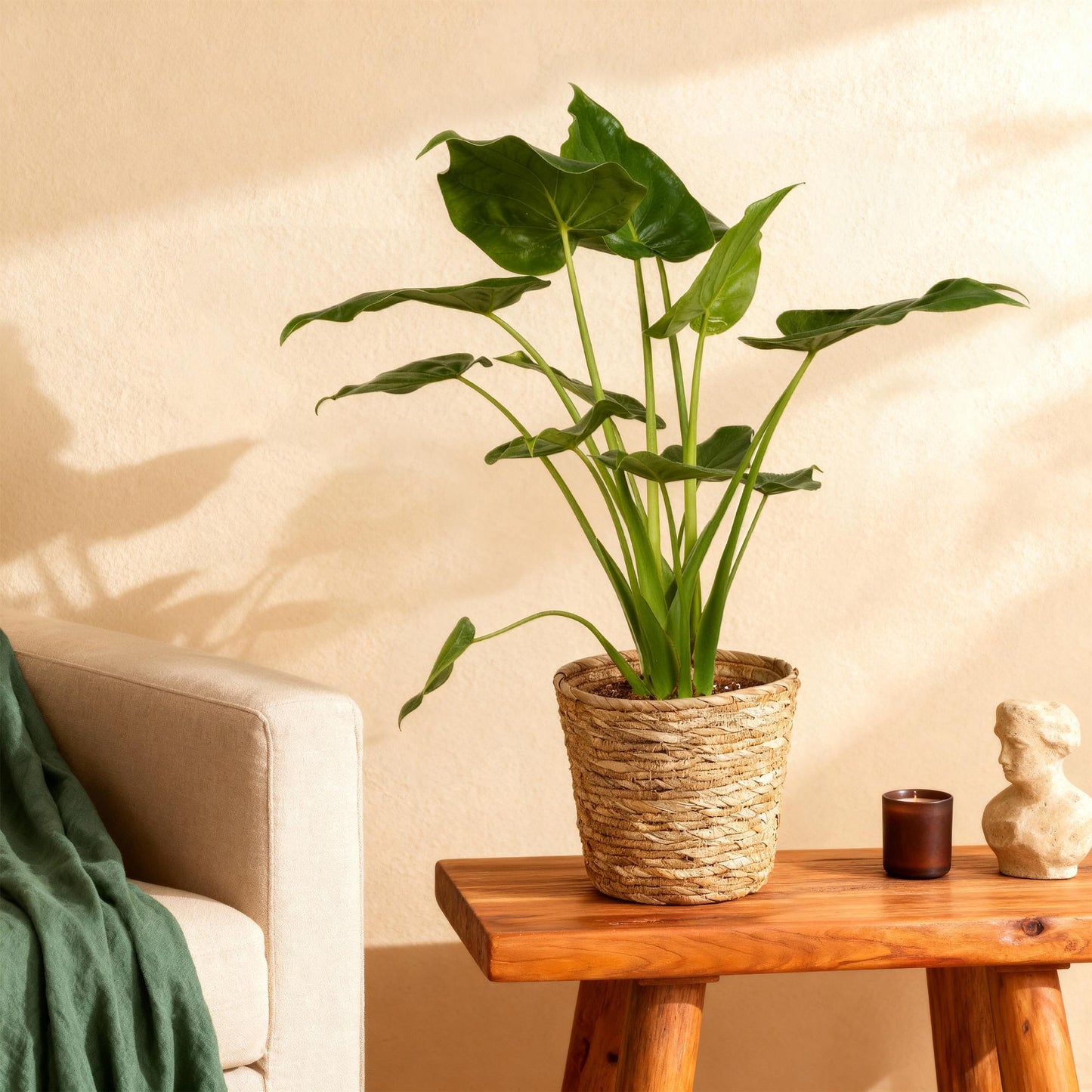 Green BoutiQ - Green is... Kamerplanten - Alocasia Cucullata - Boeddha,s hand - Weinig onderhoud - met mand - Groen - 1 Plant - Pot 21cm - Hoogte 65-70cm