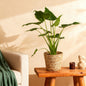 Alocasia Cucullata - Boeddha's hand - incl. mand - pot 21cm - hoogte 65-70cm