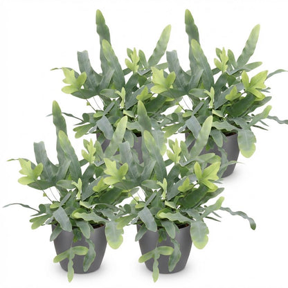Green boutiQ - Kamerplant - Phlebodium aureum Blue Star - Blauwe Varen - Huisdiervriendelijke Plant - Blauw - 4 Planten - met Potter Grijs - Pot 12cm - Hoogte 25cm