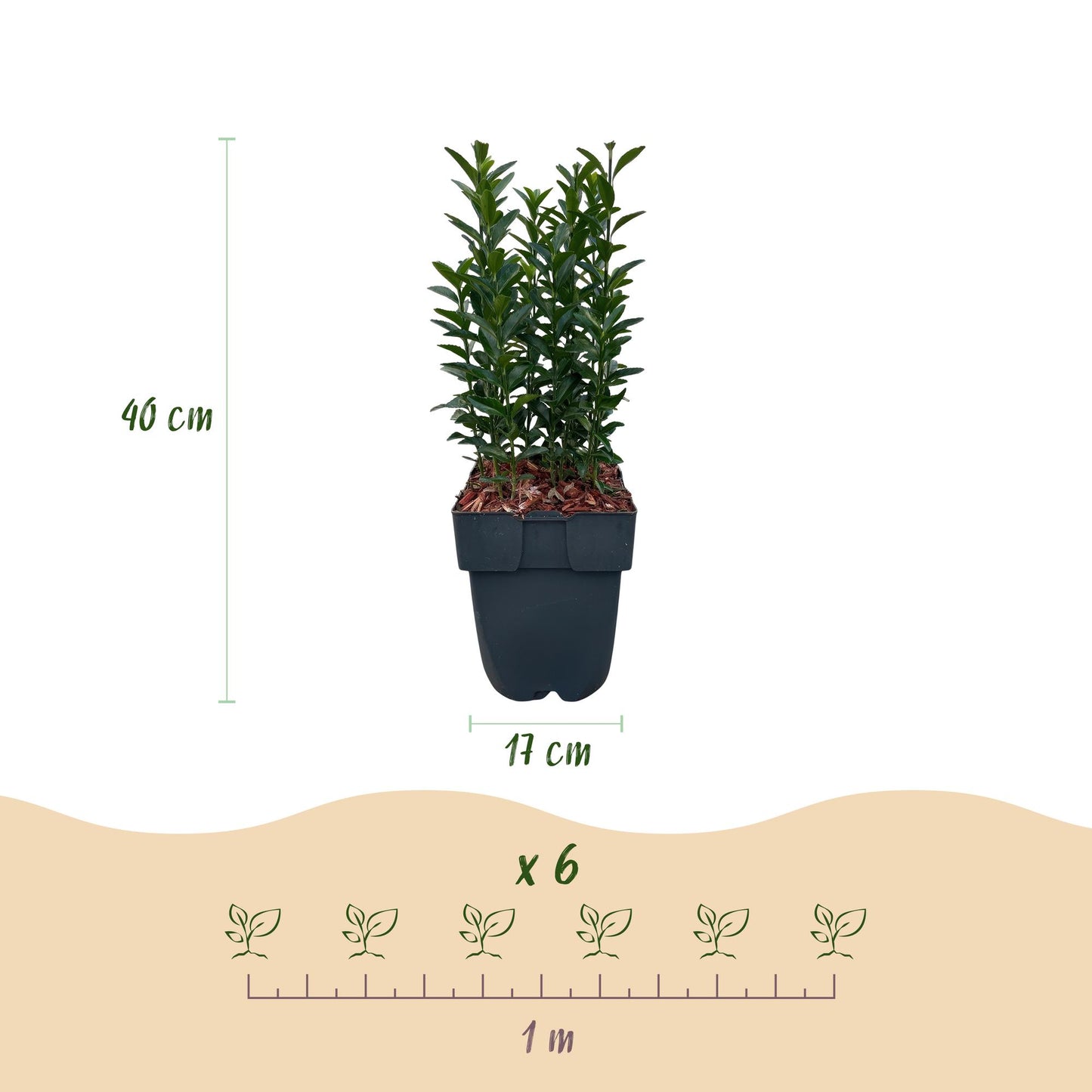 Euonymus japonica 'Green Spire' - Kardinaalsmuts - hoogte 40cm