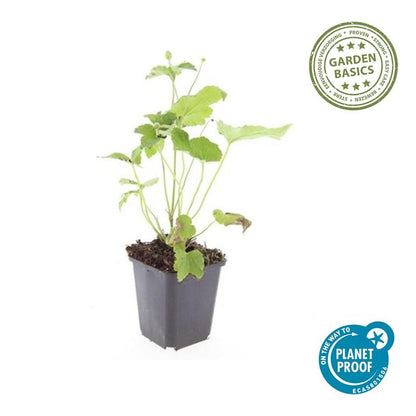 Anemone 'Honorine Jobert' - Herfstanemoon