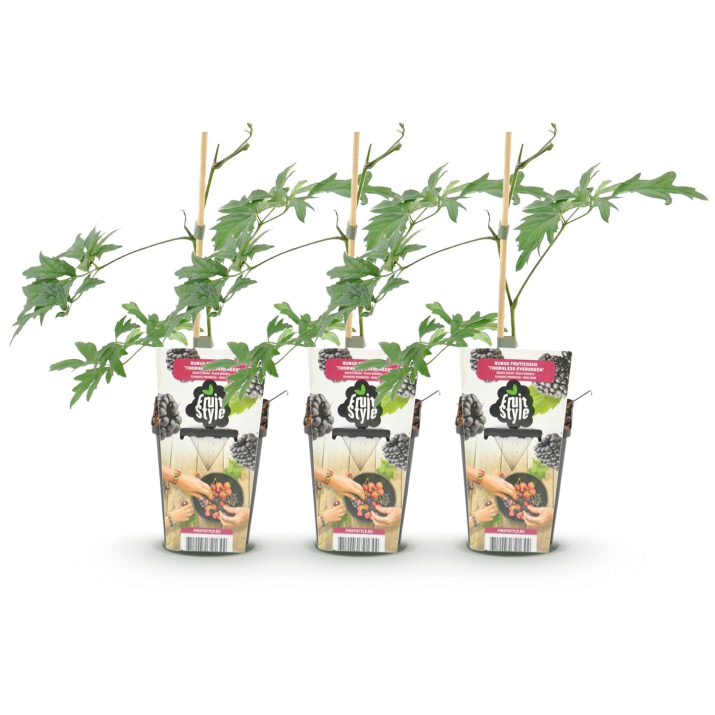 Rubus 'Thornless Evergreen' - Doornloze zwarte Braam