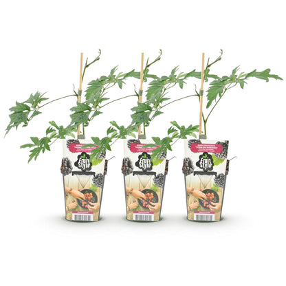 Rubus 'Thornless Evergreen' - Doornloze zwarte Braam