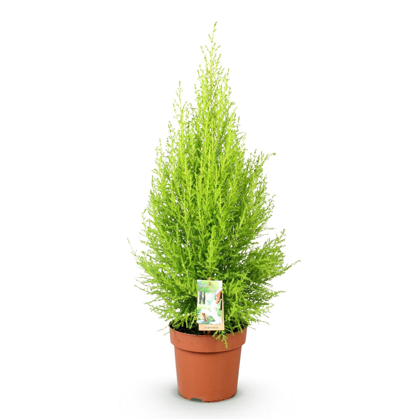 Cupressus Gold Crest Wilma - Kamerconifeer - pot 21cm - hoogte 85-95cm