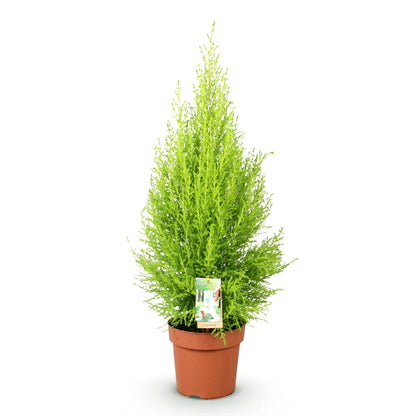 Cupressus Gold Crest Wilma - Kamerconifeer - pot 21cm - hoogte 85-95cm