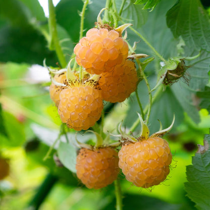 Rubus idaeus 'Fallgold' - Gele Framboos