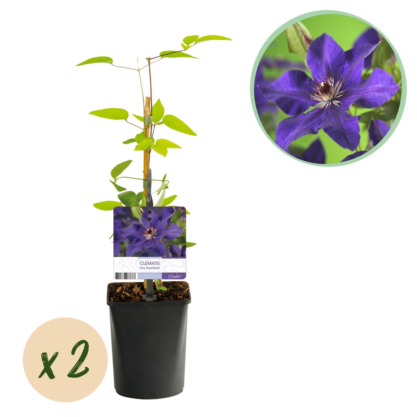 Clematis 'The President' - Clematis - 2 planten - Pot 11cm - Hoogte 40cm