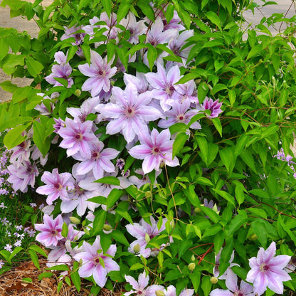 Clematis 'Nelly Moser' - Clematis - 2 planten - Pot 11cm - Hoogte 40cm