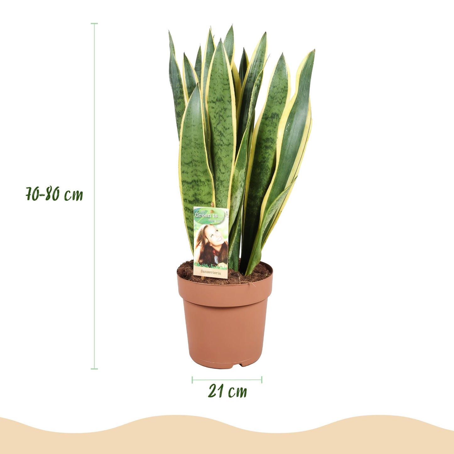 Sansevieria Laurentii - Vrouwentong - incl. pot grijs - pot 21cm - hoogte 70-80cm