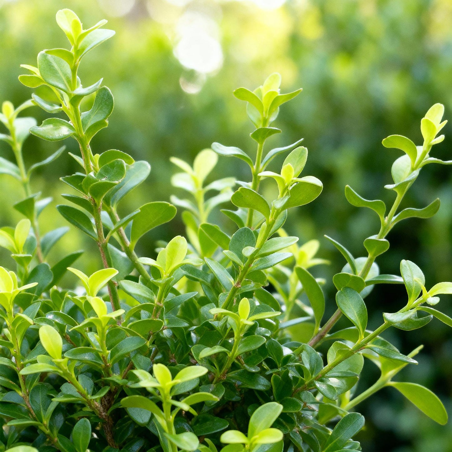 Green boutiQ - Buxus Haag - BetterBuxus Babylon Beauty - Resistant tegen de Buxus schimmel - 16 planten - 2 strekkende meter - pot 9cm hoogte 20-25