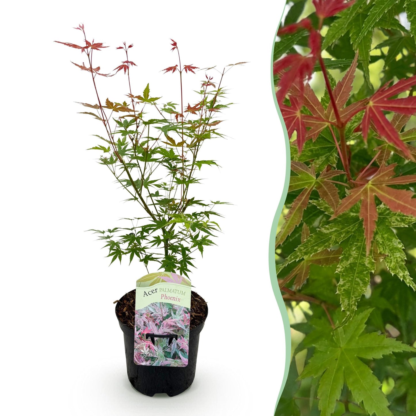 Acer palmatum 'Phoenix' - Japanse Esdoorn - hoogte 70cm