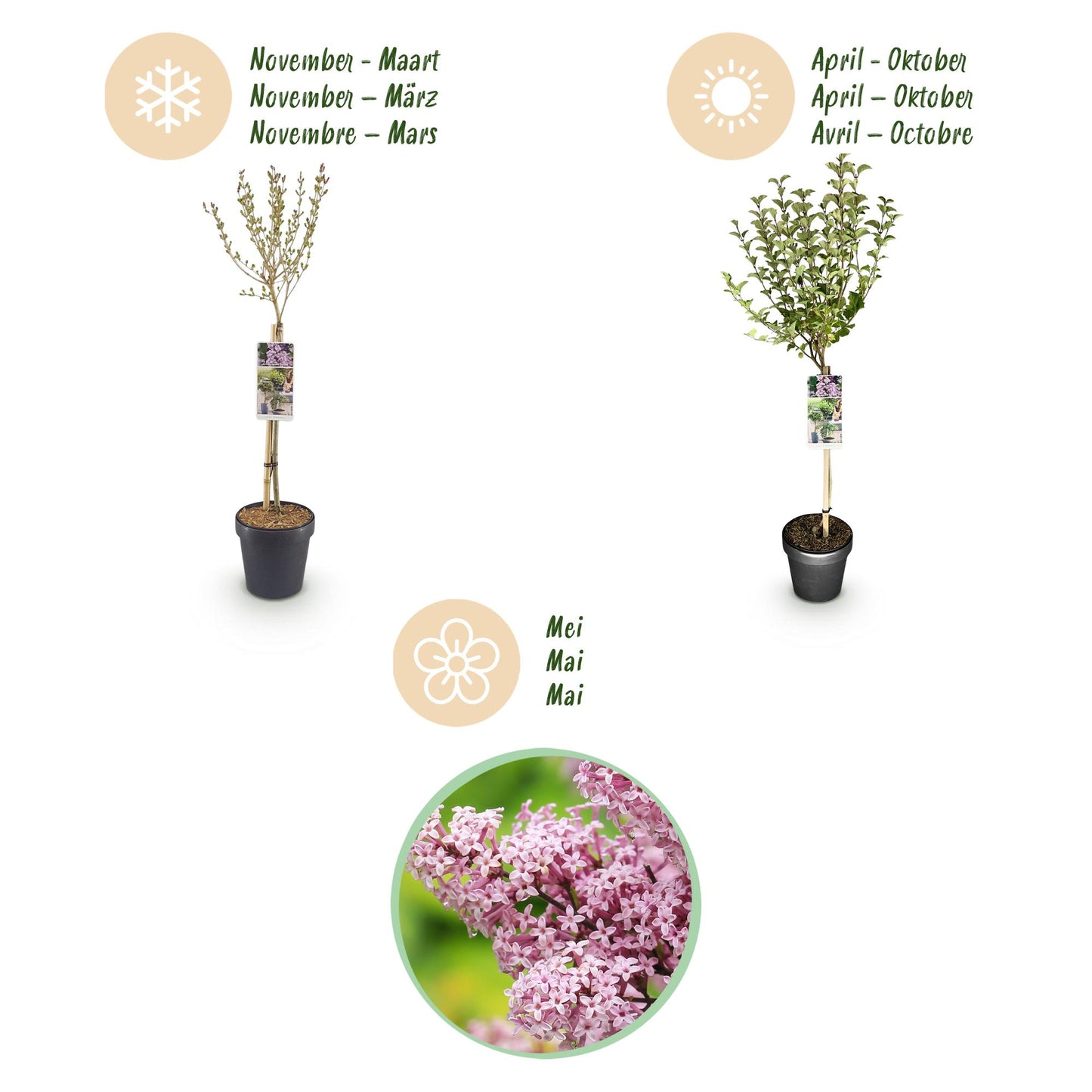 Syringa meyeri 'Palibin' op stam - Gewone sering - hoogte 90cm